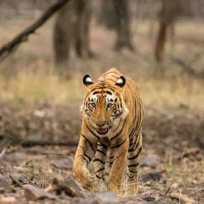 ranthambore Budget Tour Package