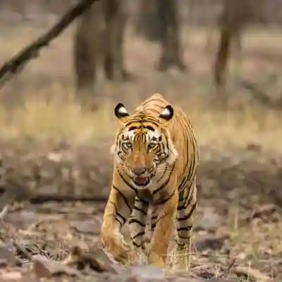 Jaipur ranthambore Budget Tour Package